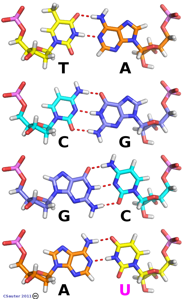 RNA synthesis