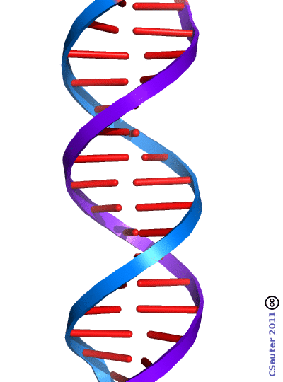 DNA helix
