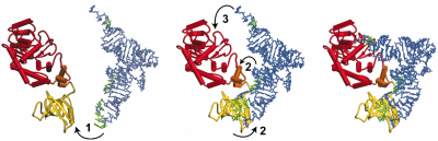 tRNA aspartylation in yeast