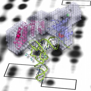 PRORP : tRNA complex